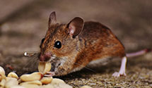 24 Hour & Emergency Exterminators in Xmas Lake Vlg, IN